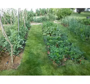 Суміш насіння для озеленення садових міжрядь